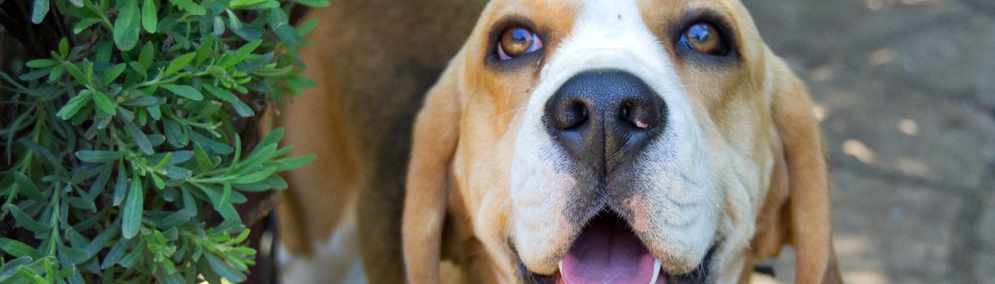 beagle dog smiling