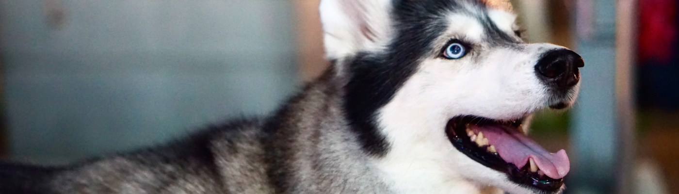 husky excited