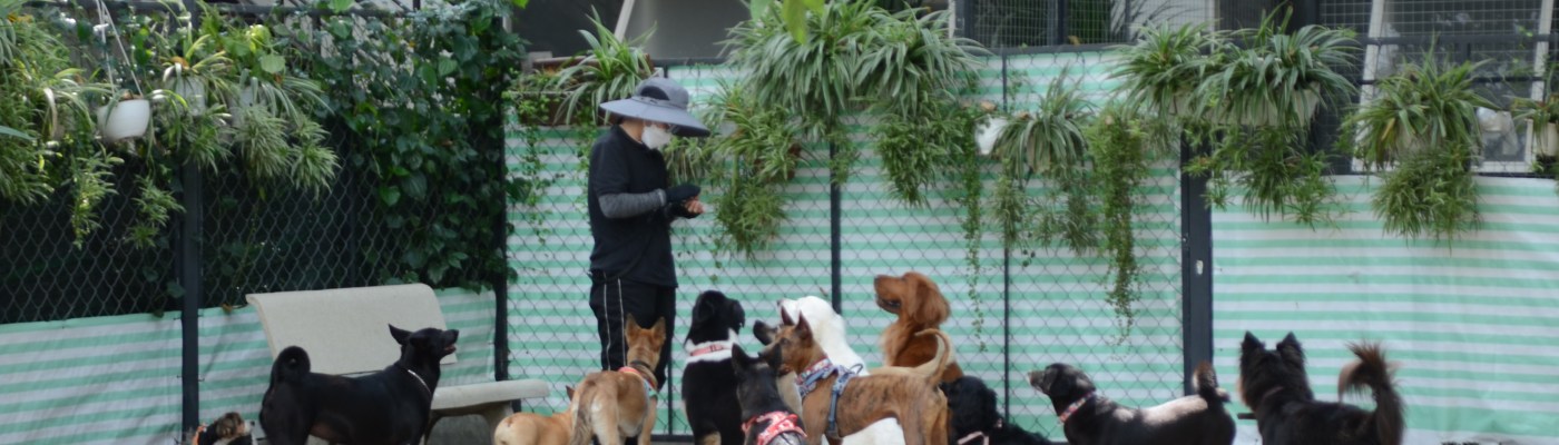 dog daycare group play yard